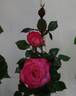 Heartbreaker rose photo