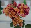 Edgar Degas ® rose photo