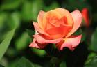 Saloon rose photo