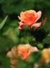 Saloon rose photo