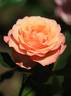 Saloon rose photo