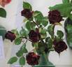 Red Beauty rose photo