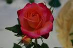 Fruitee rose photo