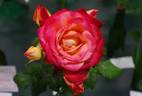 Fruitee rose photo