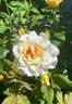 Auckland Metro rose photo