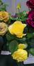 Glorious rose photo