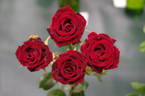 Red Beauty rose photo