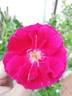Valentine rose photo