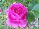 Gourdault rose photo