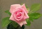 Baby Boomer rose photo