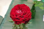 Guy Laroche rose photo