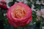 Queen of Hearts rose photo