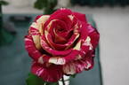 Brindabella Raspberry Tiger rose photo
