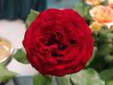 Guy Laroche rose photo