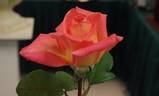 Janina ® rose photo