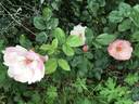 Ness rose photo