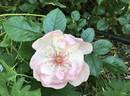 Ness rose photo