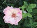 Ness rose photo