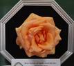 Apricot Passion ™ rose photo
