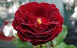 Guy Laroche rose photo