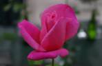 Marijke Koopman rose photo