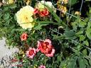 Blushing Babylon Eyes rose photo