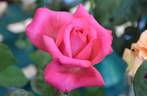 Unconventional Lady rose photo