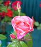 Lorraine Lee rose photo