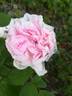 Bellard rose photo