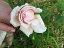 Madame Hector Leuillot rose photo