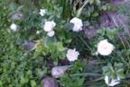 White Gold rose photo