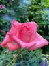 Norma Major rose photo