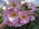 Escapade rose photo