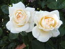 Mon Jardin et Ma Maison rose photo