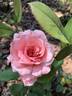Dr. Helfferich rose photo