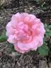 Dr. Helfferich rose photo