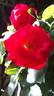 Holiday Island Dominica ® rose photo