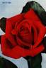 Baccará ® rose photo