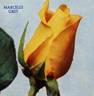 Marcelle Gret rose photo