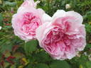 Maid Marion rose photo