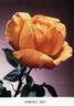 Marcelle Gret rose photo