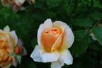 Floriana rose photo