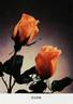 Eclipse rose photo