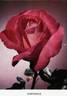 Symphonie rose photo