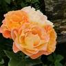 Rosemary Harkness rose photo