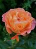 Rosemary Harkness rose photo