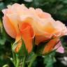 Rosemary Harkness rose photo