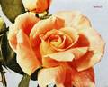 Banco rose photo