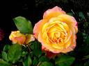 Girandola rose photo