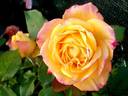 Girandola rose photo